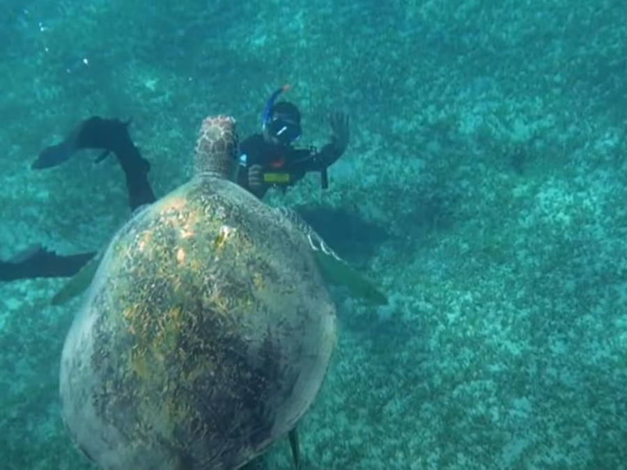 The Importance of Sea Turtles in the Australian Ecosystem