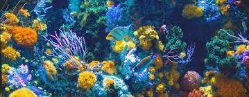 What is the First Colour to Disappear Underwater & Other Science-y Questions