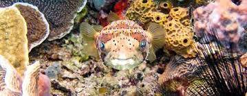 What Colour Do Fish See the Best?