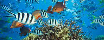 Top 5 Best Fish Species to See While Snorkelling in the Great Barrier Reef