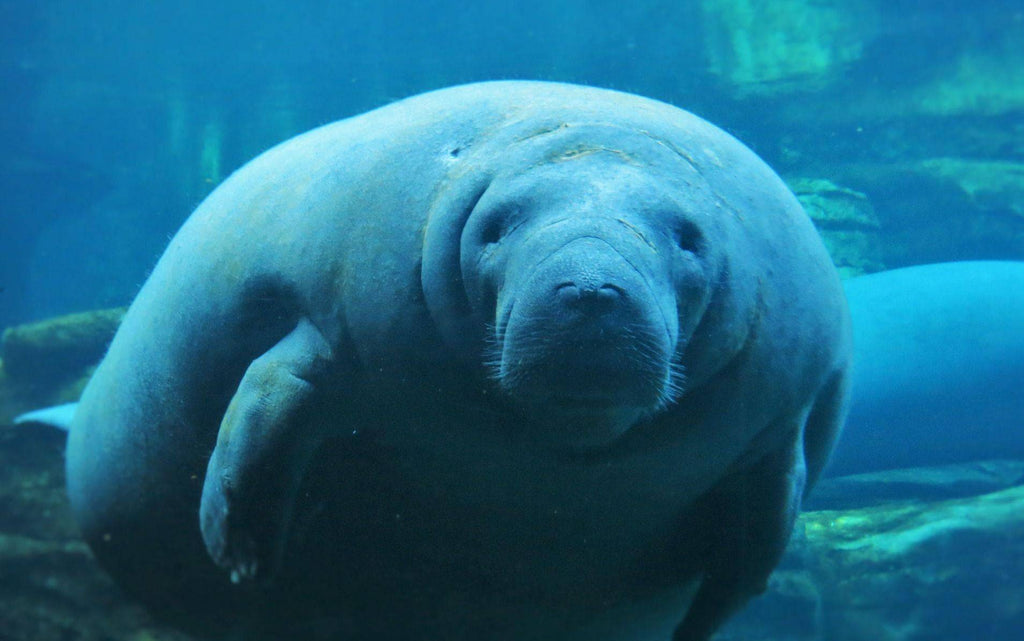 Where can I snorkel with Manatees?