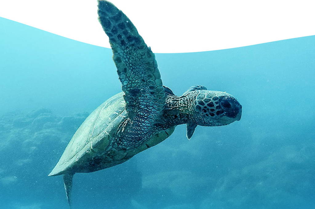 Celebrating Turtle Day in Australia: Raising Awareness and Conservation Efforts