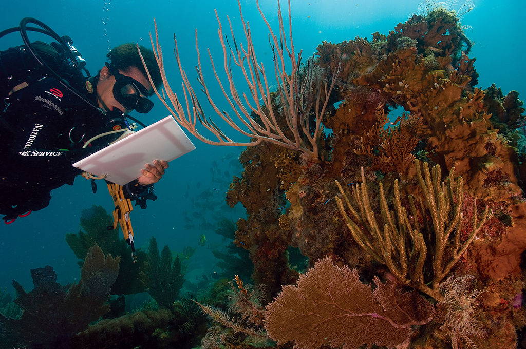 Coral Reef Etiquette - 6 Ways to Help the Environment