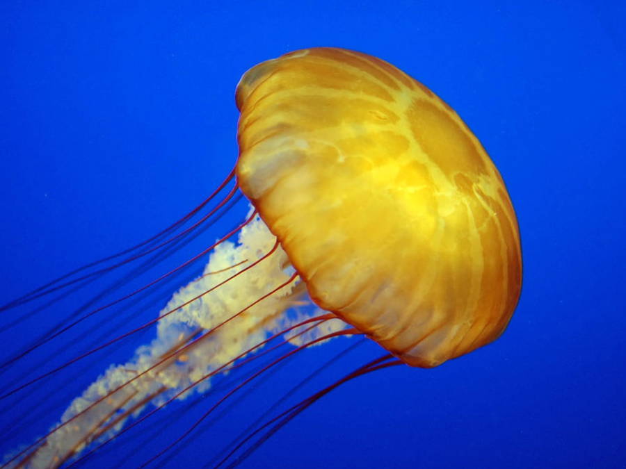 Treating & Avoiding Jellyfish Stings for Safe Snorkelling Adventures in Australia