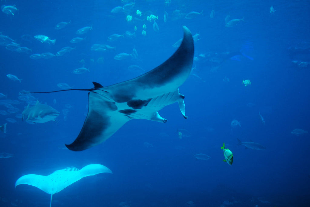 Where can I snorkel with Manta Rays?