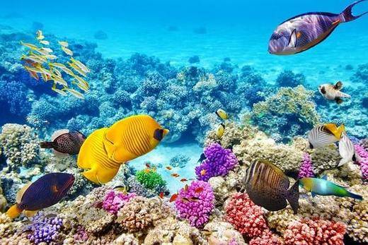 Top 10 Best Spots to Snorkel in Australia