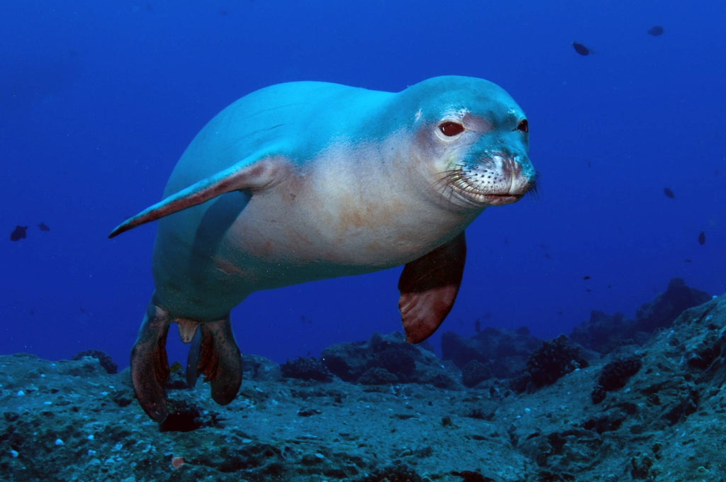 Where can I snorkel with Seals?