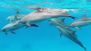 Where can I snorkel with Dolphins?