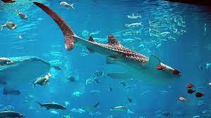 Where can I snorkel with Whale Sharks?