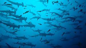 Where can I snorkel with Regular Sharks?